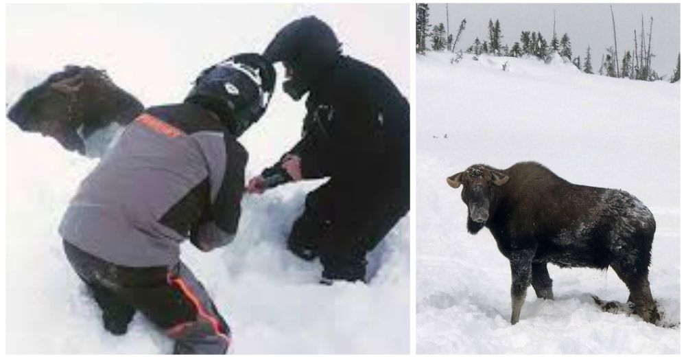 Descubren un alce hundido en la nieve hasta el cuello y arriesgan su vida por salvarlo Descubren un alce hundido en la nieve hasta el cuello y arriesgan su vida por salvarlo