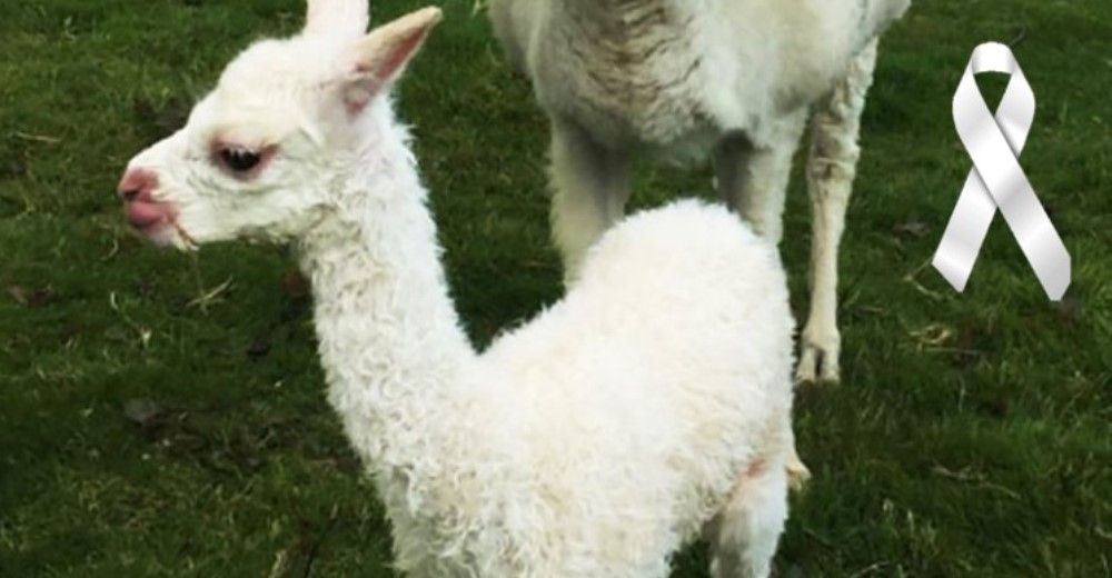 3 alpacas fueron halladas sin vida en una granja tras ser atacadas brutalmente por antisociales 3 alpacas fueron halladas sin vida en una granja tras ser atacadas brutalmente por antisociales
