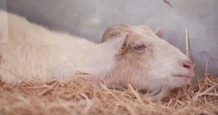 la amistad entre una cabra llamada mr g y un burro llamado jellybean la cabra casi se muere de hambre y depresion cuando la separan de su amigo 