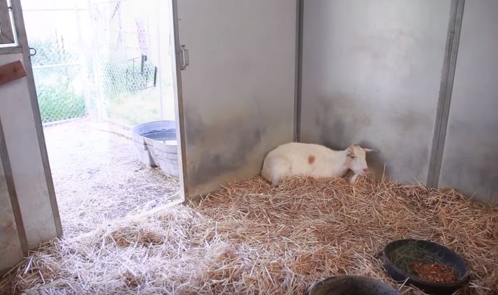 la amistad entre una cabra llamada mr g y un burro llamado jellybean la cabra casi se muere de hambre y depresion cuando la separan de su amigo 