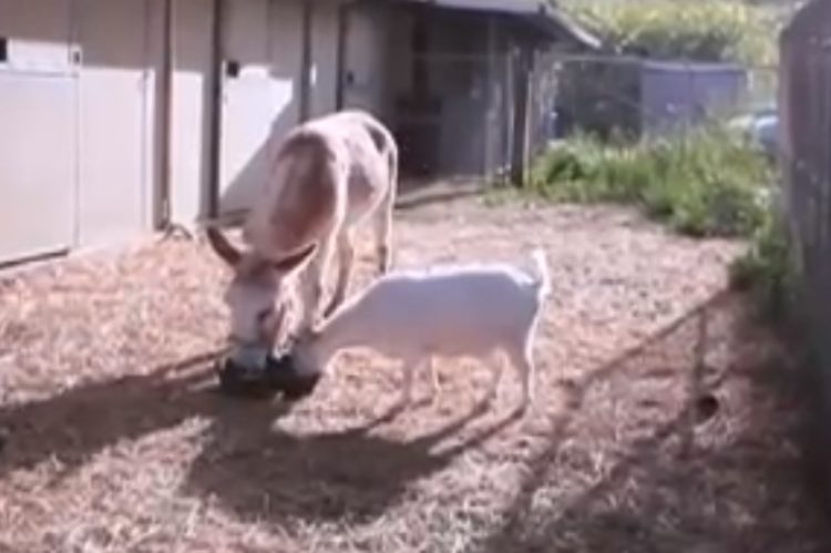 la amistad entre una cabra llamada mr g y un burro llamado jellybean la cabra casi se muere de hambre y depresion cuando la separan de su amigo 