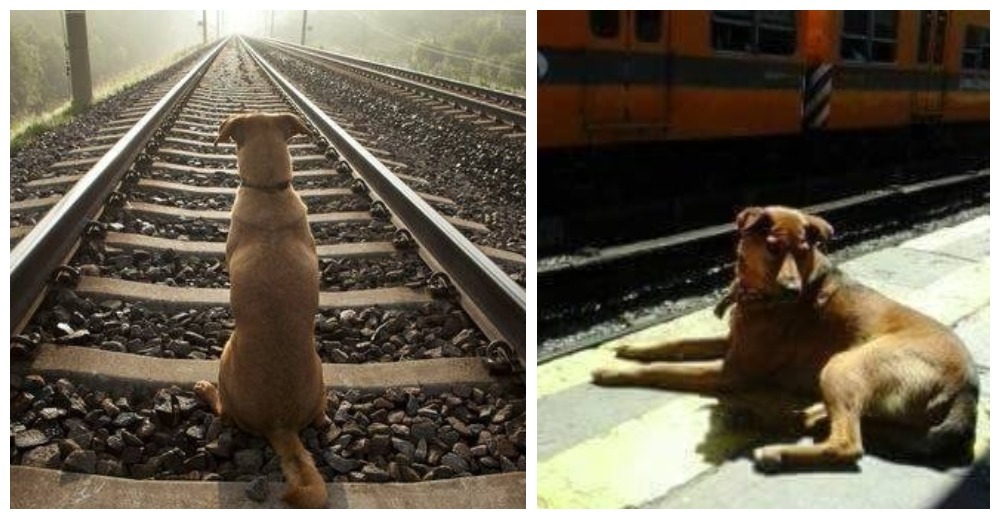 Perrito espera durante 6 años al ser que más ama en el lugar donde lo vio por última vez