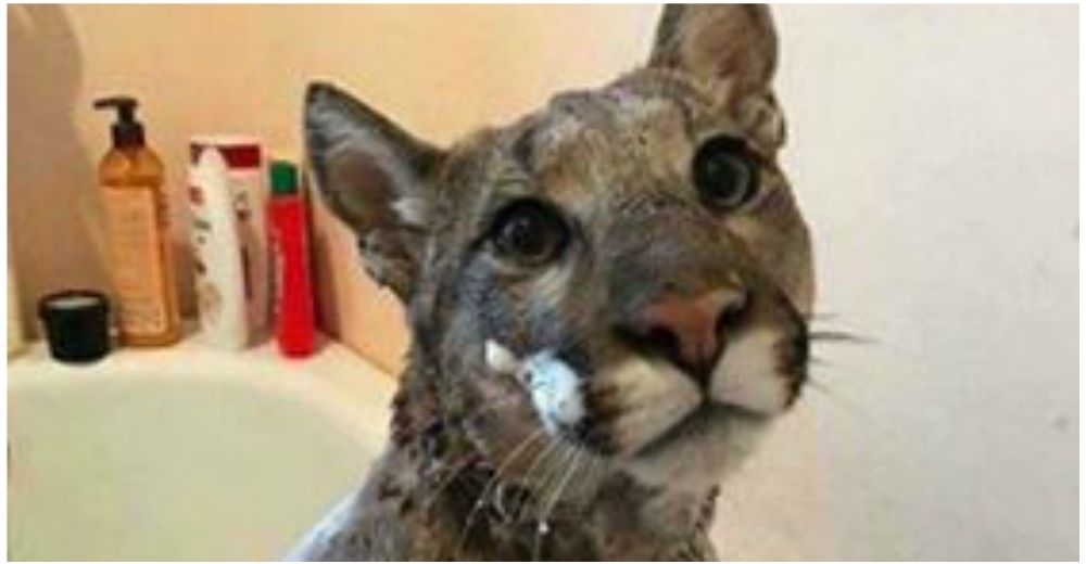 Las redes arden con la publicación de una mujer que dijo haber rescatado a un «gato gigante»