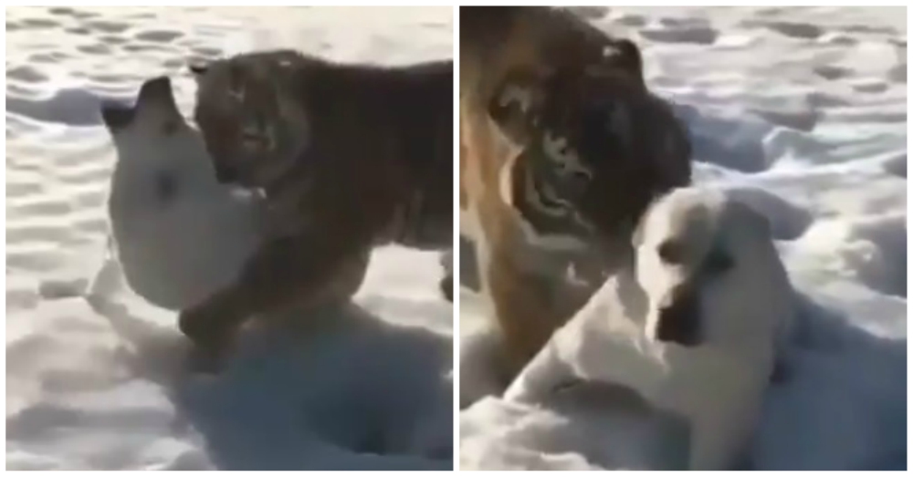 Un tigre se abalanza sobre su presa, pero su inspiradora ternura termina conmoviendo al agresor Un tigre se abalanza sobre su presa, pero su inspiradora ternura termina conmoviendo al agresor