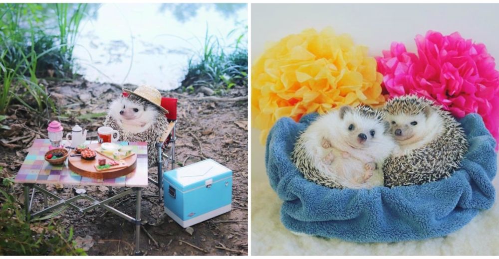 Azuki, el erizo con más de 300.000 seguidores en Instagram, vive en Japón… y es ADORABLE Azuki, el erizo con más de 300.000 seguidores en Instagram, vive en Japón… y es ADORABLE