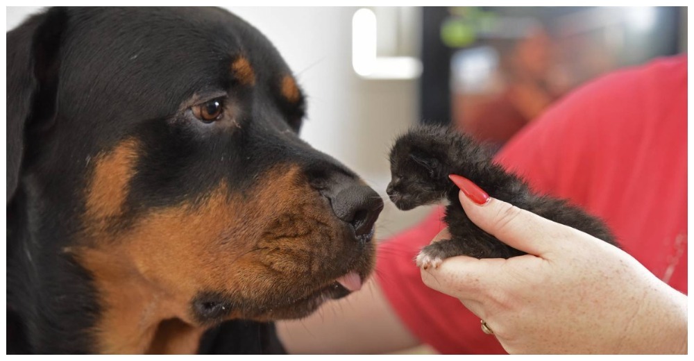 Un enorme rottweiler de 50 kilos reacciona cuando le acercan a su hocico 3 gatitos abandonados