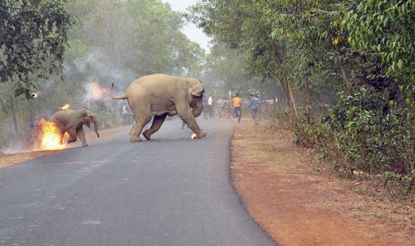 bebe elefante muere por horda personas aterrorizado selfies mama india alejar fuego cohetes cosechas destruccion arroz 