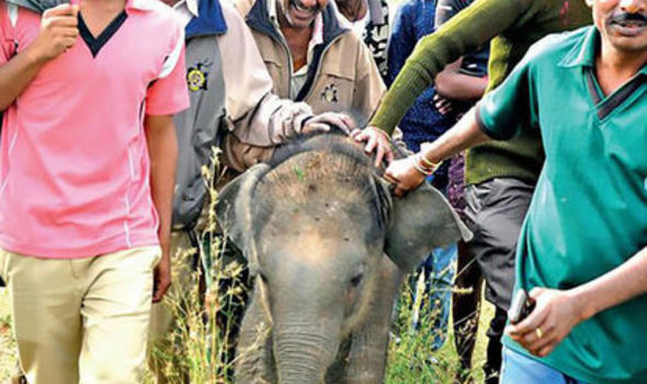 bebe elefante muere por horda personas aterrorizado selfies mama india alejar fuego cohetes cosechas destruccion arroz 