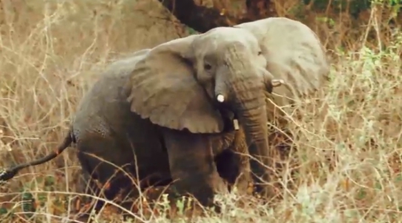 bebe elefante muere por horda personas aterrorizado selfies mama india alejar fuego cohetes cosechas destruccion arroz 