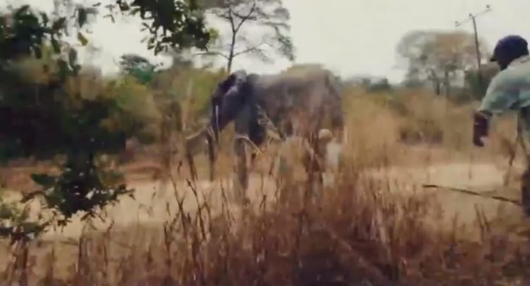 bebe elefante muere por horda personas aterrorizado selfies mama india alejar fuego cohetes cosechas destruccion arroz 