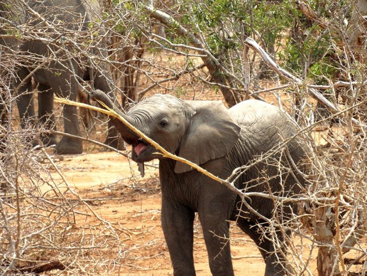 bebe elefante muere por horda personas aterrorizado selfies mama india alejar fuego cohetes cosechas destruccion arroz 