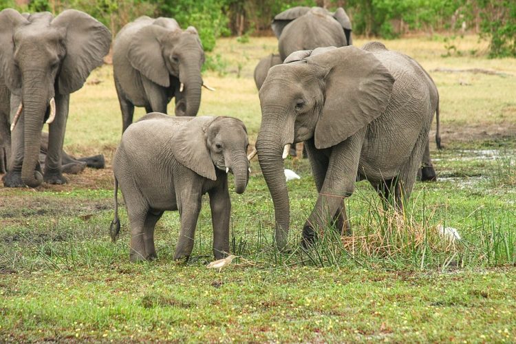 bebe elefante muere por horda personas aterrorizado selfies mama india alejar fuego cohetes cosechas destruccion arroz 