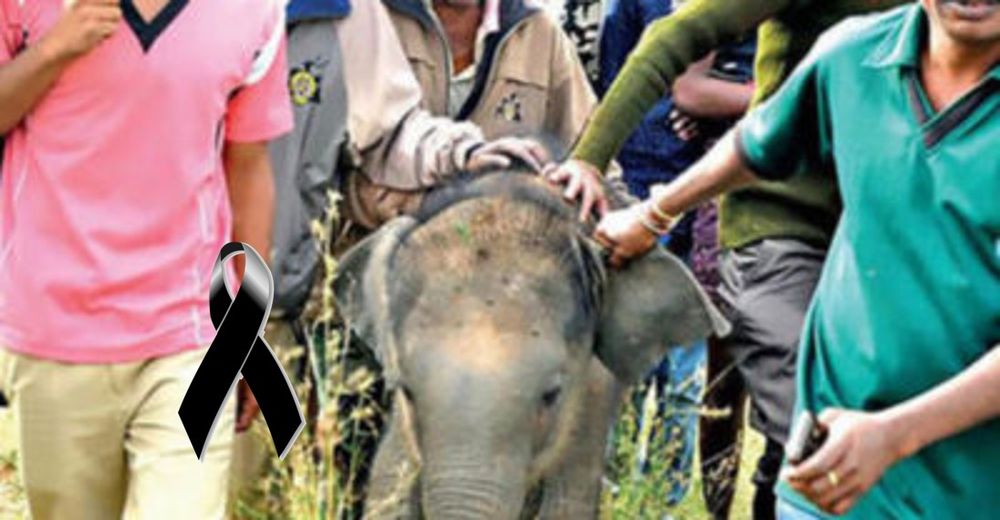 Muere un bebé elefante porque una multitud lo separó de su madre para tomarse una selfie Muere un bebé elefante porque una multitud lo separó de su madre para tomarse una selfie