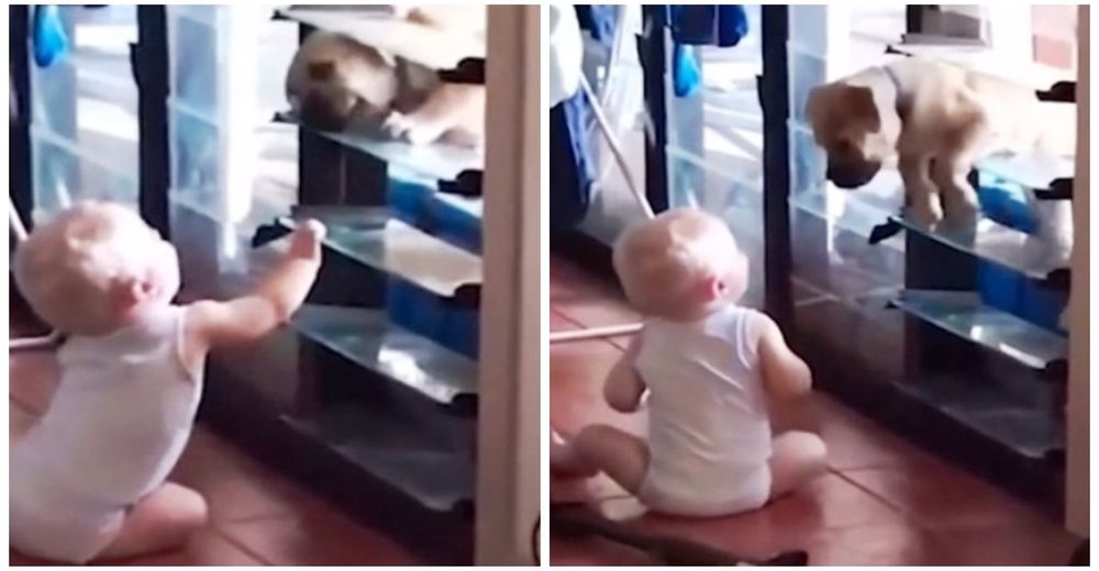 ADORABLE – Un bebé permite entrar en casa a su perro de la manera más tierna ADORABLE – Un bebé permite entrar en casa a su perro de la manera más tierna