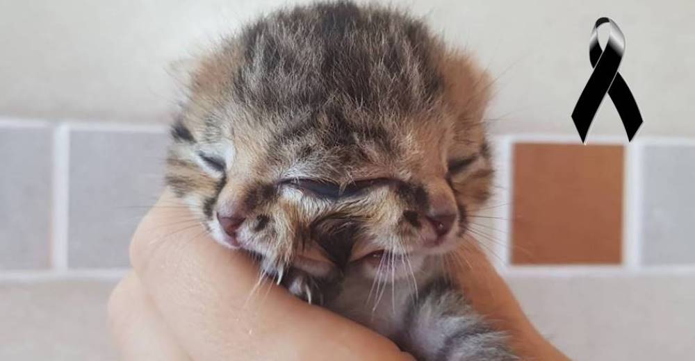 El extraño caso de la gatita con dos caras que luchó por su vida hasta el último aliento