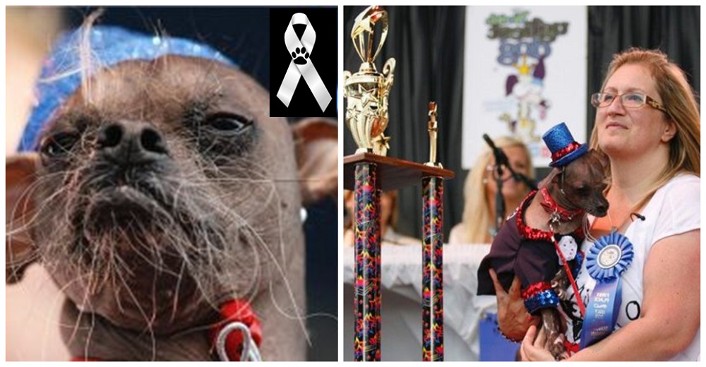 Muere repentinamente en vísperas de Navidad el famoso perro llamado «el más feo del mundo»