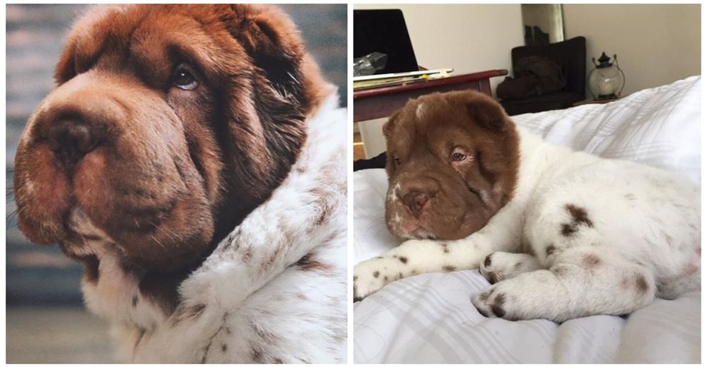 Boe, un ADORABLE Shar Pei que no logra decidir si prefiere ser un perro o un oso