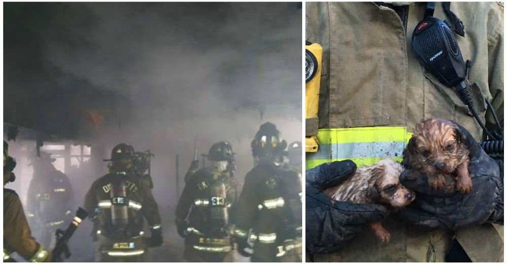 Una perrita da desesperadas señales a los bomberos y rescatan a 9 cachorritos de las llamas Una perrita da desesperadas señales a los bomberos y rescatan a 9 cachorritos de las llamas