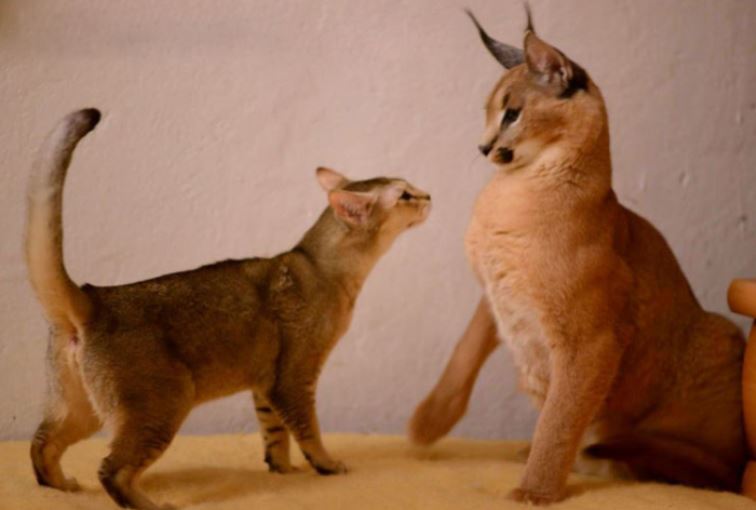 Cómo Se Llama Gato En Inglés