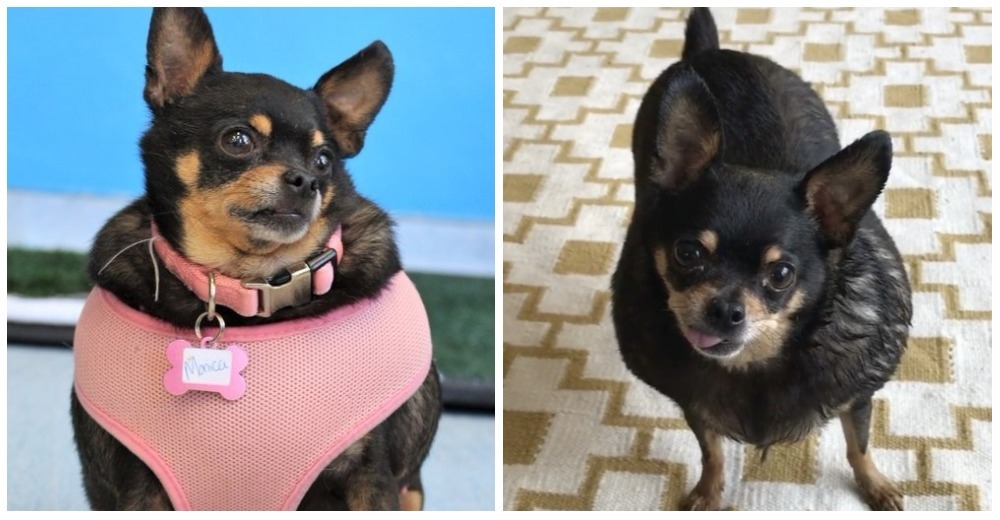 Esta chihuahua era tan gordita que ni siquiera podía salir de paseo – Ahora parece otra