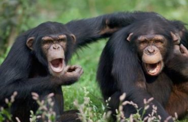 los chimpances tambien dicen groserias y usan malas palabras estudio Project Washoe Dr. R. Allen Gardner and Beatrix T. Gardner lenguaje de señas primates swearing is good for you chimpancees chimps dirty sign language curse