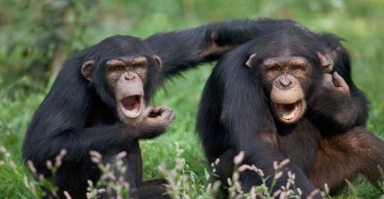 los chimpances tambien dicen groserias y usan malas palabras estudio Project Washoe Dr. R. Allen Gardner and Beatrix T. Gardner lenguaje de señas primates swearing is good for you chimpancees chimps dirty sign language curse