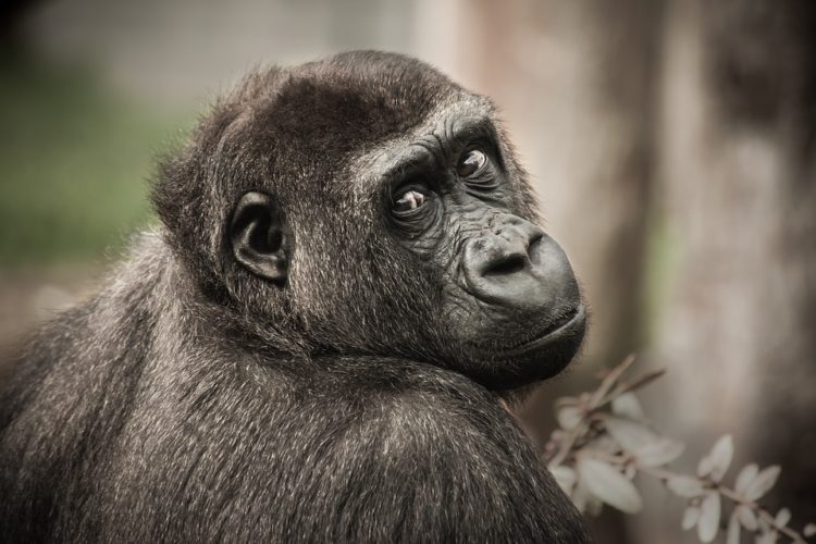 los chimpances tambien dicen groserias y usan malas palabras estudio Project Washoe Dr. R. Allen Gardner and Beatrix T. Gardner lenguaje de señas primates swearing is good for you chimpancees chimps dirty sign language curse 