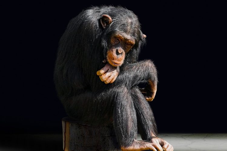 los chimpances tambien dicen groserias y usan malas palabras estudio Project Washoe Dr. R. Allen Gardner and Beatrix T. Gardner lenguaje de señas primates swearing is good for you chimpancees chimps dirty sign language curse 