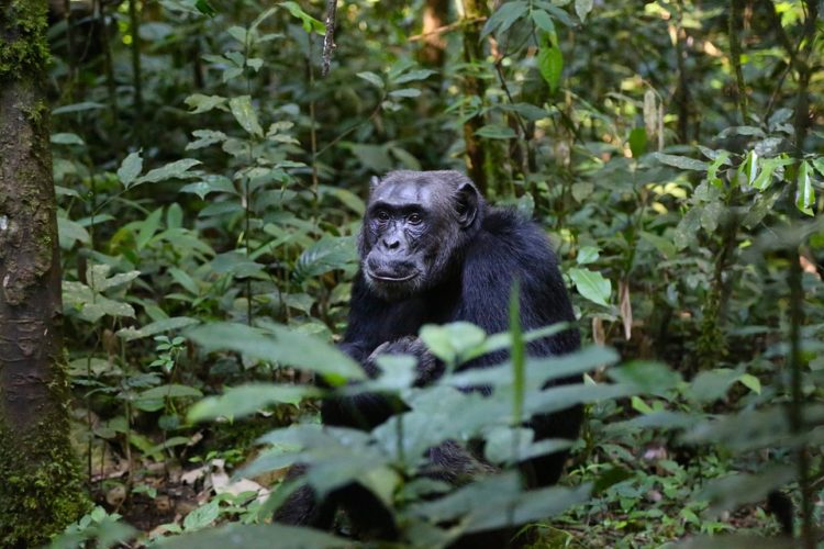 los chimpances tambien dicen groserias y usan malas palabras estudio Project Washoe Dr. R. Allen Gardner and Beatrix T. Gardner lenguaje de señas primates swearing is good for you chimpancees chimps dirty sign language curse 