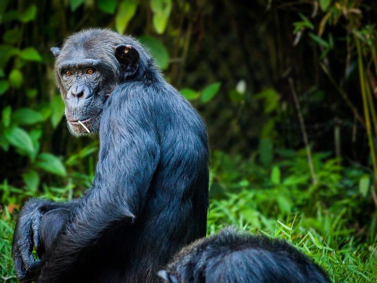 los chimpances tambien dicen groserias y usan malas palabras estudio Project Washoe Dr. R. Allen Gardner and Beatrix T. Gardner lenguaje de señas primates swearing is good for you chimpancees chimps dirty sign language curse 