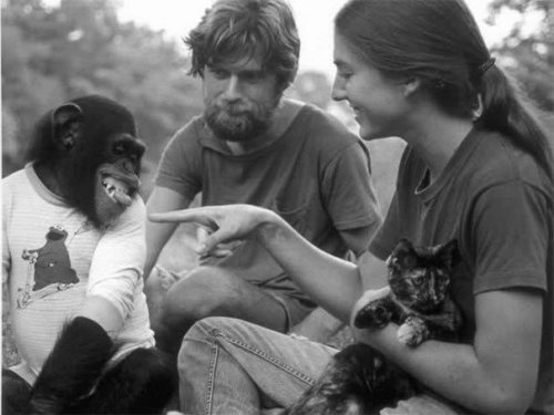 los chimpances tambien dicen groserias y usan malas palabras estudio Project Washoe Dr. R. Allen Gardner and Beatrix T. Gardner lenguaje de señas primates swearing is good for you chimpancees chimps dirty sign language curse 