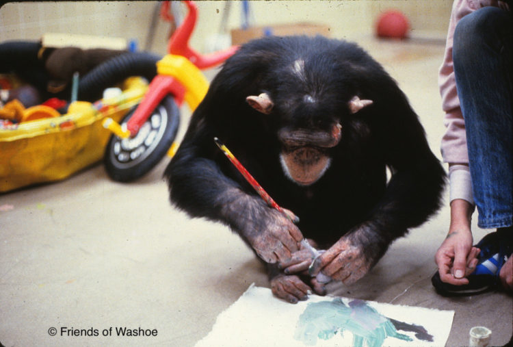 los chimpances tambien dicen groserias y usan malas palabras estudio Project Washoe Dr. R. Allen Gardner and Beatrix T. Gardner lenguaje de señas primates swearing is good for you chimpancees chimps dirty sign language curse 