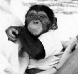 los chimpances tambien dicen groserias y usan malas palabras estudio Project Washoe Dr. R. Allen Gardner and Beatrix T. Gardner lenguaje de señas primates swearing is good for you chimpancees chimps dirty sign language curse 