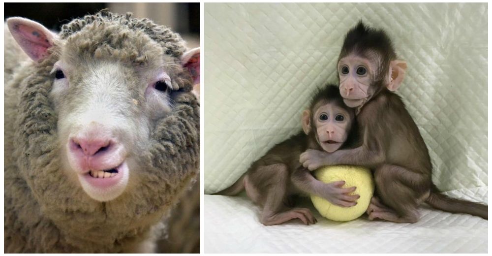 El «espectáculo de horror» de la oveja Dolly se repite – Nacen los primeros monos clonados El «espectáculo de horror» de la oveja Dolly se repite – Nacen los primeros monos clonados