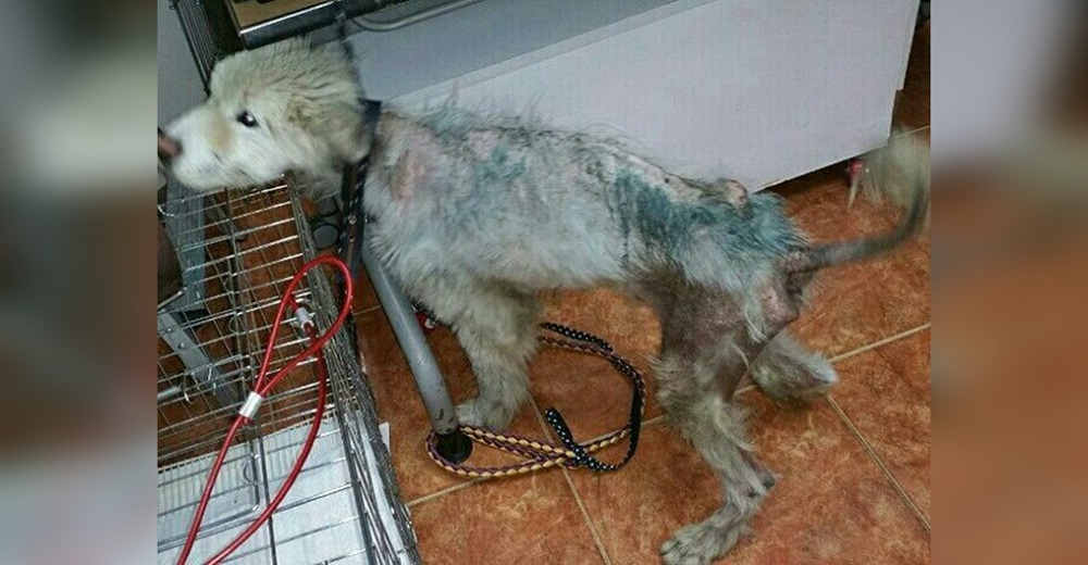 Se acerca a un hombre en una propiedad y le ruega llevarse a su perro moribundo sin pelo