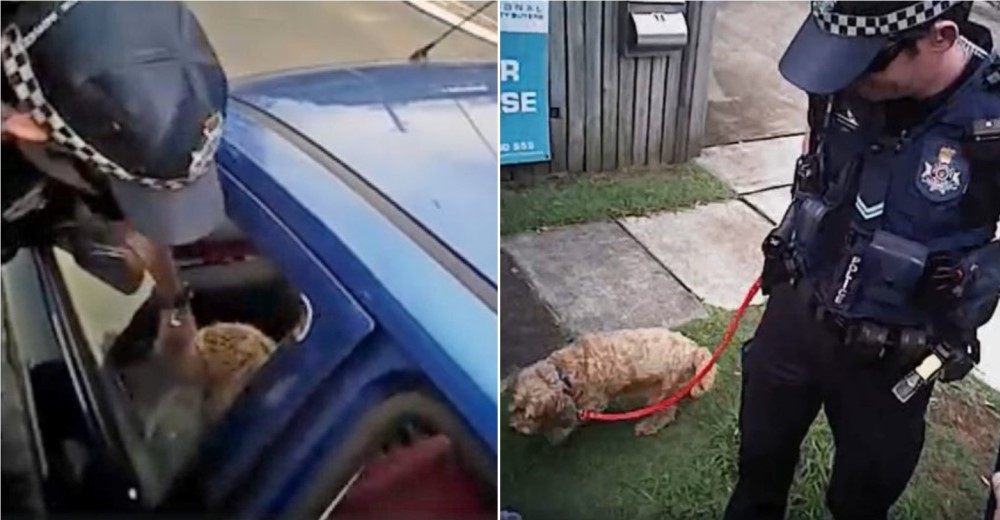 Rescatan a 2 perros a punto de morir asfixiados tras ser encerrados por su dueño dentro del auto