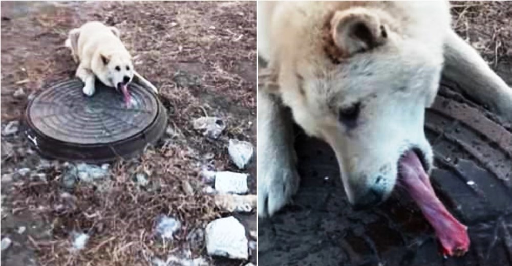 Un hombre encuentra a un pobre perrito con la lengua congelada a una alcantarilla