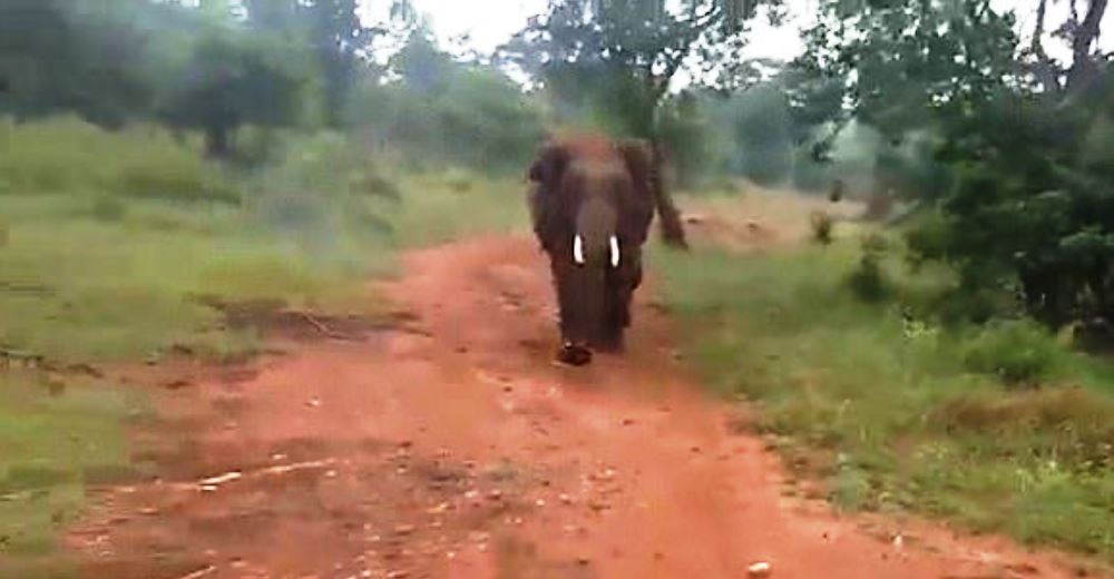 Dos trabajadores tentaron a un elefante enojado y pasaron el peor susto de su vida