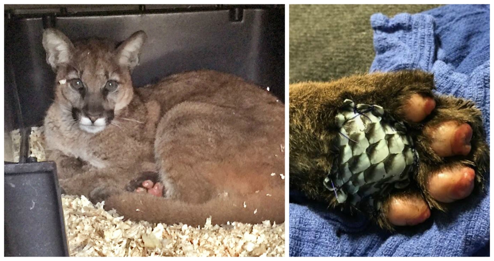 Rescatan a un puma de un feroz incendio y descubren la mejor solución para sanar sus heridas Rescatan a un puma de un feroz incendio y descubren la mejor solución para sanar sus heridas