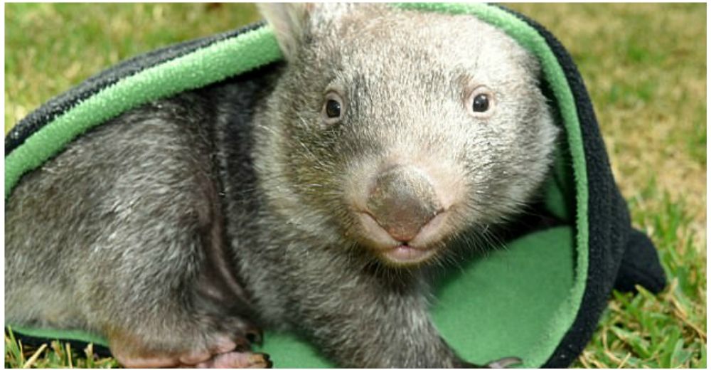 Grandioso – George, el adorable wombat rescatado, finalmente será liberado a su hábitat natural Grandioso – George, el adorable wombat rescatado, finalmente será liberado a su hábitat natural