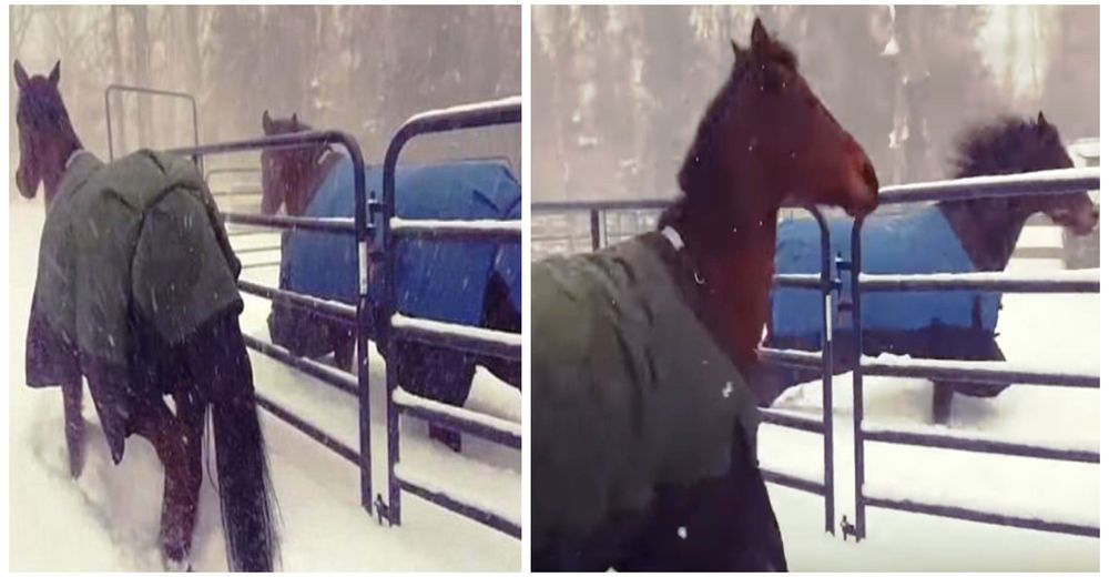 Estos dos caballos causan furor en la red – Salen a la nieve, pero enseguida se arrepienten Estos dos caballos causan furor en la red – Salen a la nieve, pero enseguida se arrepienten