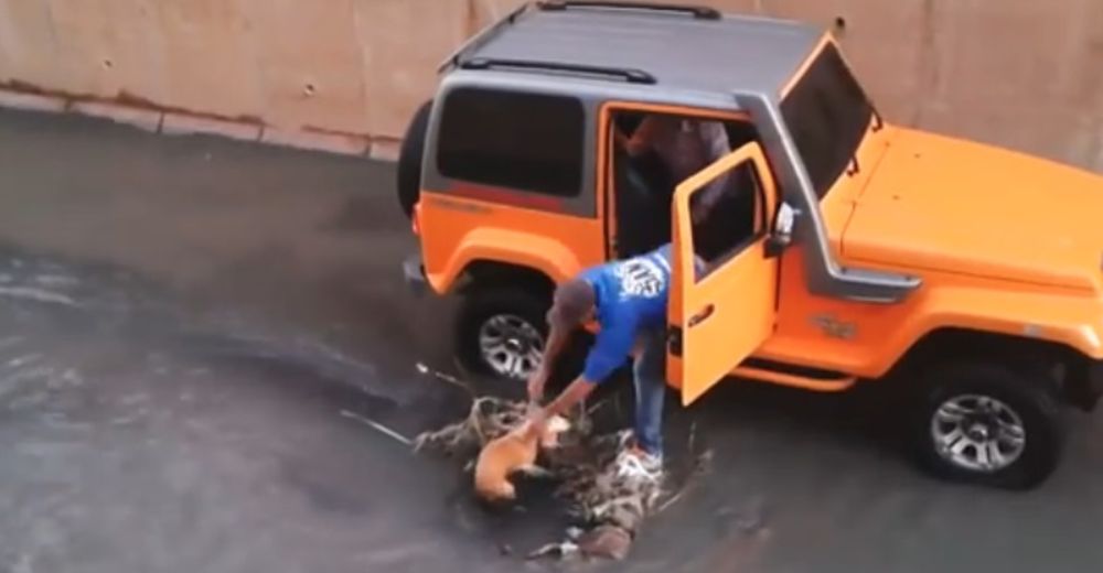 Un perrito estaba atrapado en el río y sus héroes llegan en un jeep para rescatarlo Un perrito estaba atrapado en el río y sus héroes llegan en un jeep para rescatarlo