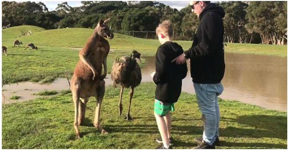 Un niño se acerca demasiado a un canguro y al sentirse intimidado tiene la más violenta reacción