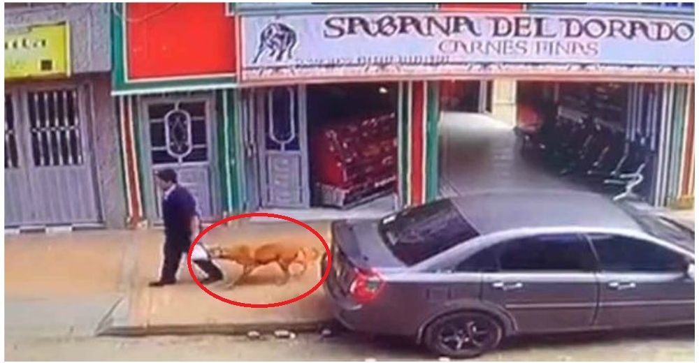 Iba dispuesto a preparar un delicioso filete, pero este astuto «ladrón» se lo impidió Iba dispuesto a preparar un delicioso filete, pero este astuto «ladrón» se lo impidió