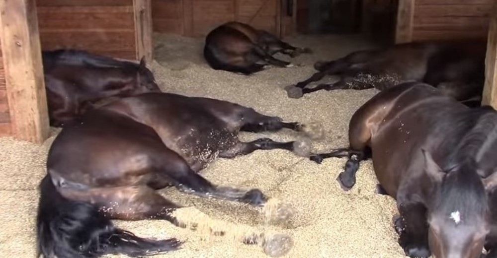 No pudieron dejar de grabar a estos relajados caballos cuando terminaron de comer