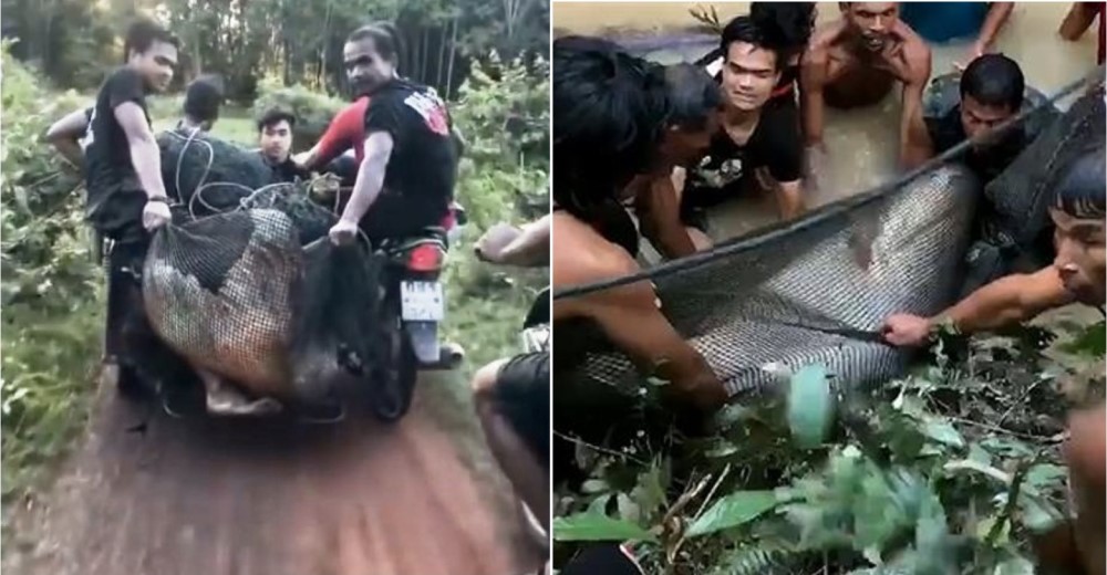 Un bagre de 200 kilos queda varado en un charco y una aldea entera se une para ponerlo a salvo Un bagre de 200 kilos queda varado en un charco y una aldea entera se une para ponerlo a salvo