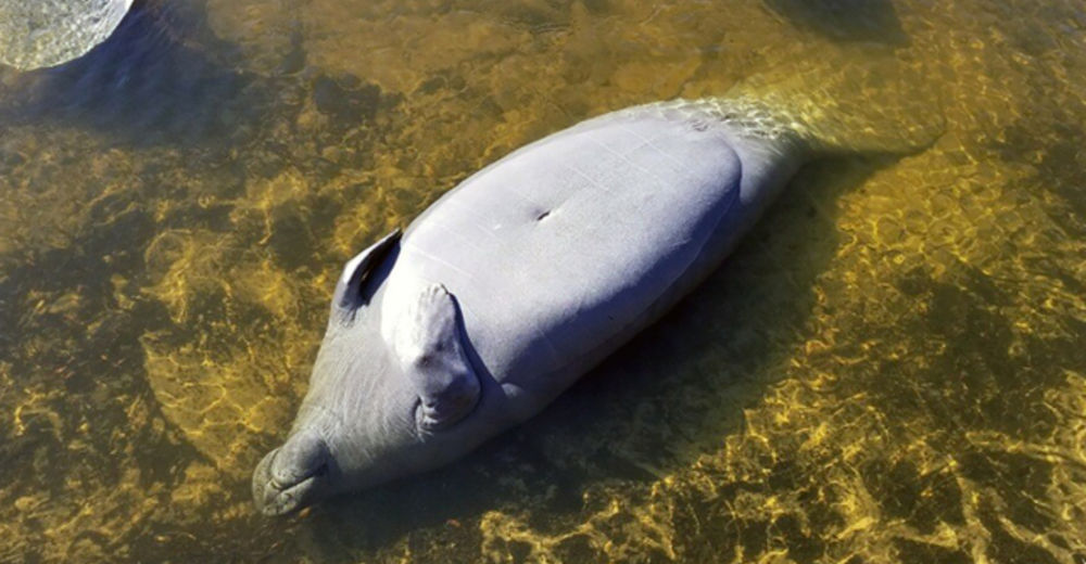 Cientos de manatíes se agolpan en este inusual lugar para sobrevivir a la ola de frío en Florida