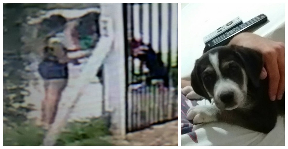 ¿Travesura o maldad? – Dos adolescentes se roban un cachorro del jardín de una casa ¿Travesura o maldad? – Dos adolescentes se roban un cachorro del jardín de una casa