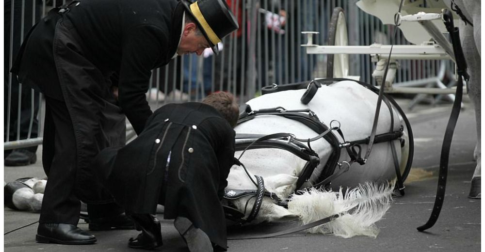 Angustiante momento en el desfile de Año Nuevo, después de que un caballo se desplomara