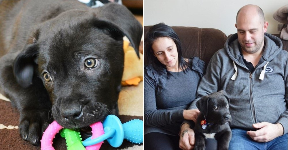 Ronnie, el primer cachorro abandonado del 2018, encuentra un nuevo hogar – Su mirada se iluminó Ronnie, el primer cachorro abandonado del 2018, encuentra un nuevo hogar – Su mirada se iluminó